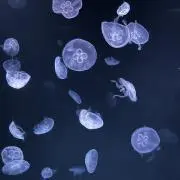 Kashimiの画像