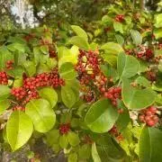 ume