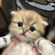 ちびねこの画像