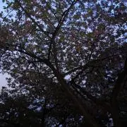エンガワ-プロフィール必読の画像