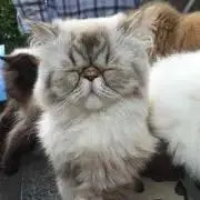 ぐっぴー