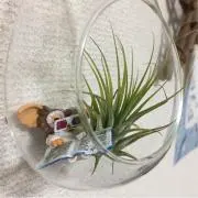 パクパクさんの画像