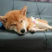nana☆プロフみてね☆