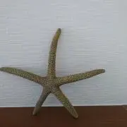 サンディの画像
