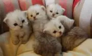 ハンドメイドmama