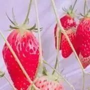 トナカイ