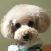 chobi*の画像