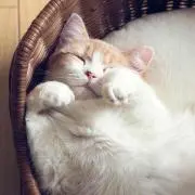 まぐろ君