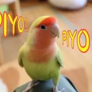 haru