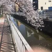 穏やか。即購入OK！の画像