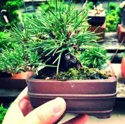 black pineの画像