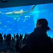 マコの画像