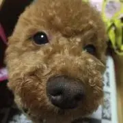ビーココ　プロフ必読の画像