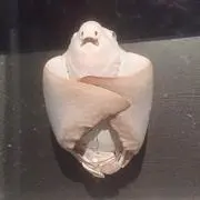 taka