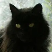 Blackyの画像