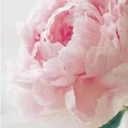 イチゴ