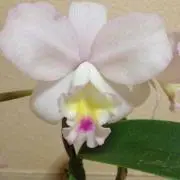 ヒロ