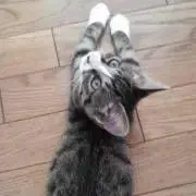 めいまま