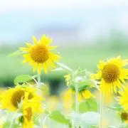 Image of メルル 【プロフィール必読】