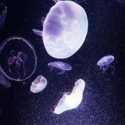 きちまるの画像