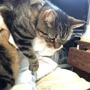 まりさの画像