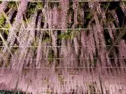 kikiの画像