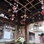 さくらの画像
