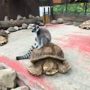 akuuyの画像