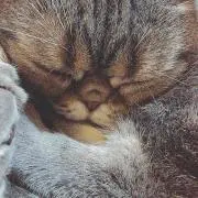 ももの画像