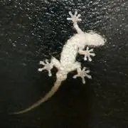 りーこ