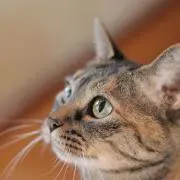 ゆっきんの画像