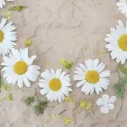 amiの画像