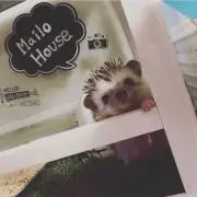 マイロの画像