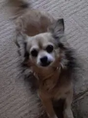 ひのの画像