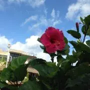 GAKの画像