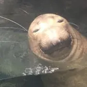 クロシロの画像
