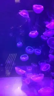 saniiの画像