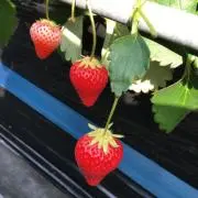 どれみそらの画像