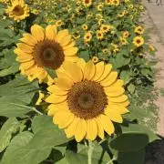 ネオの画像