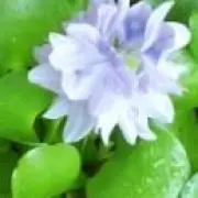 らけるの画像