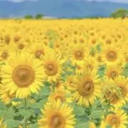 ひまわりの画像