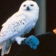 Image of K
