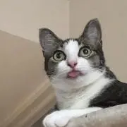 わさびの画像