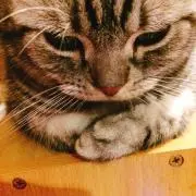 みかん【断捨離中】の画像