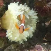 ロイ
