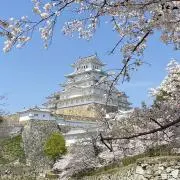 ドラセナの画像
