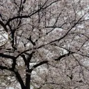 Yuuの画像