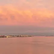 すみれの画像