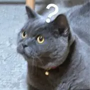 天青の画像