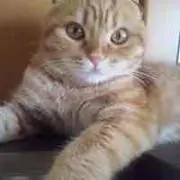 まるこ